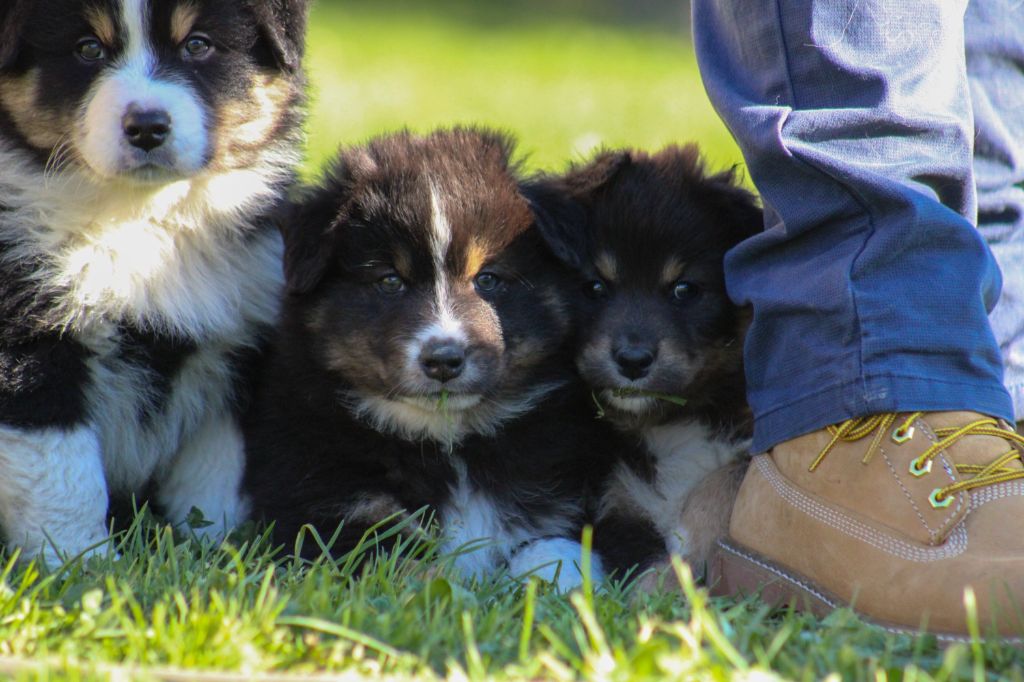 chiot Berger Australien de Lumeuil