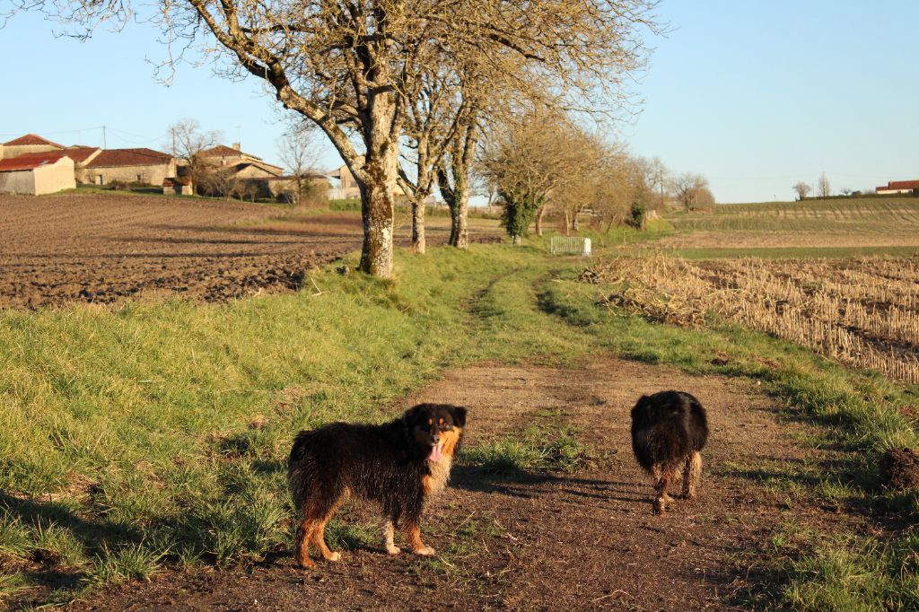 de Lumeuil - Chiot disponible  - Berger Australien