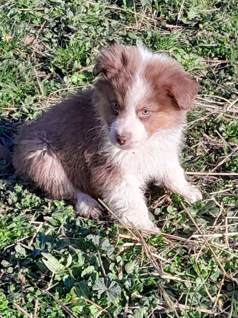 de Lumeuil - Chiot disponible  - Berger Australien