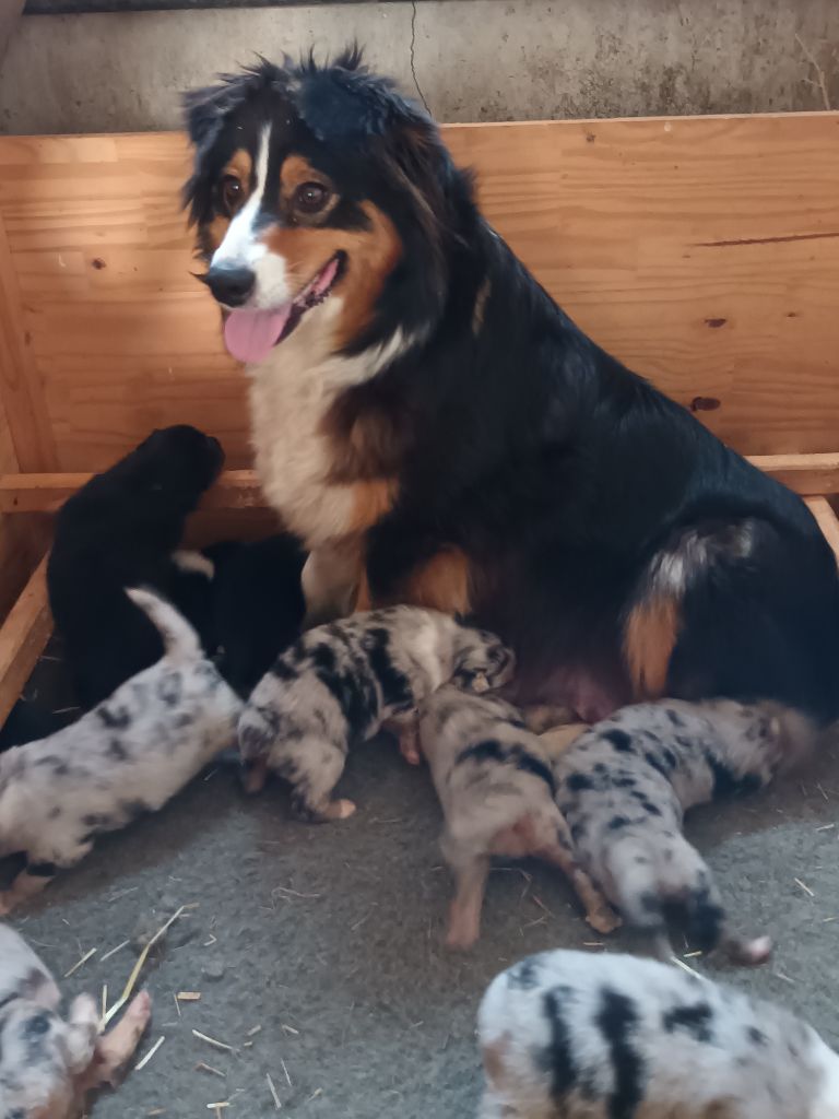 chiot Berger Australien de Lumeuil