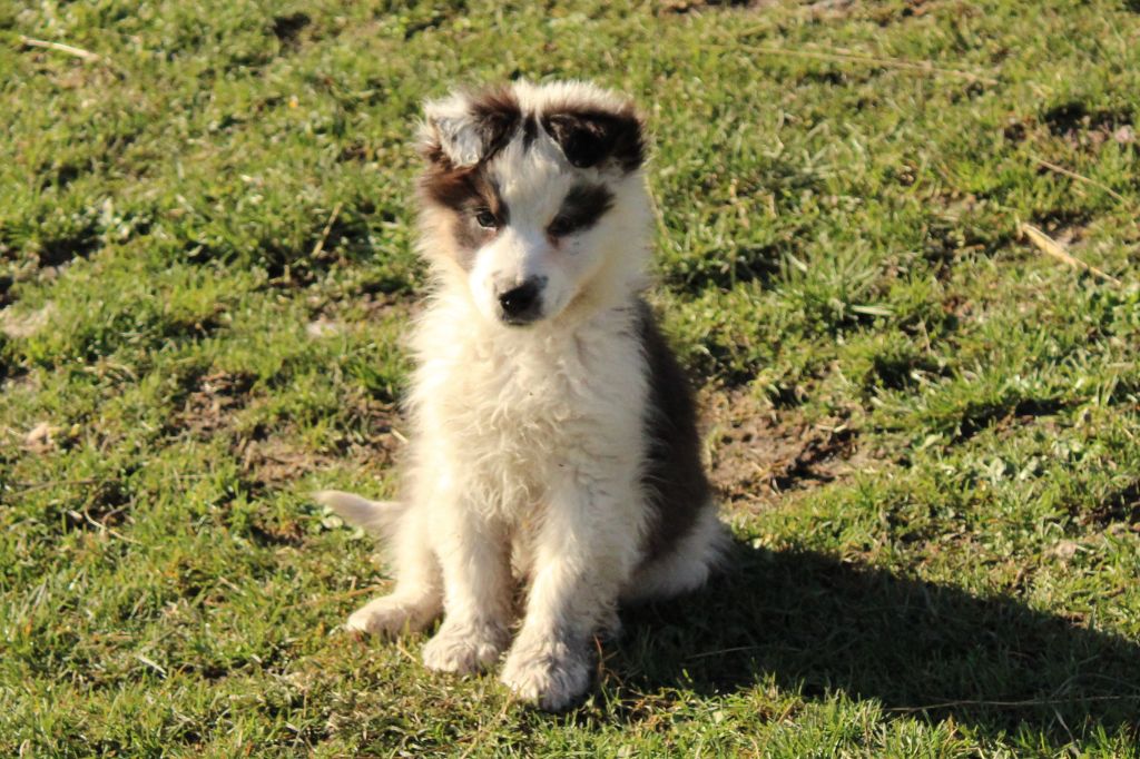 de Lumeuil - Chiot disponible  - Berger Australien