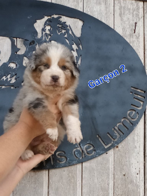 CHIOT 2