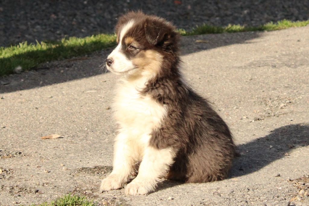 de Lumeuil - Chiot disponible  - Berger Australien