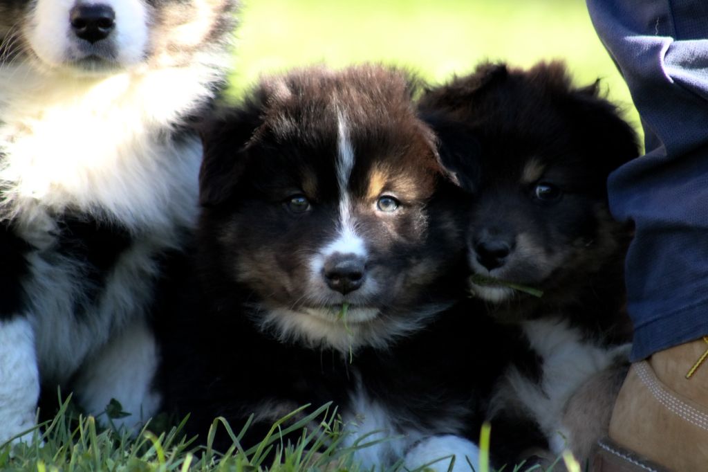 de Lumeuil - Chiot disponible  - Berger Australien