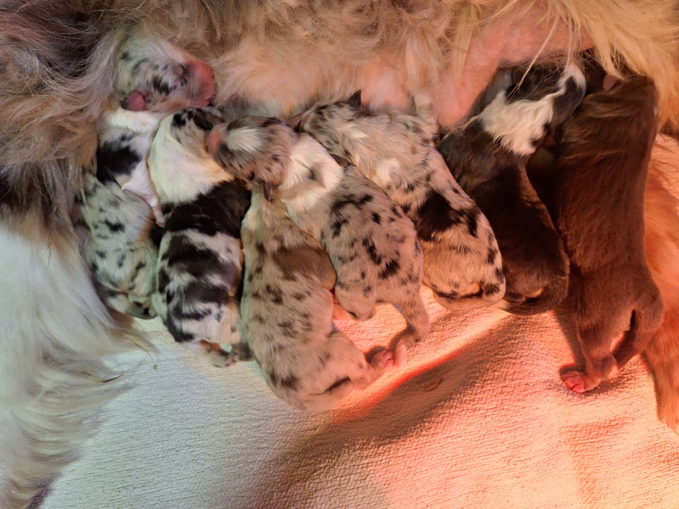 Chiot Berger Australien de Lumeuil