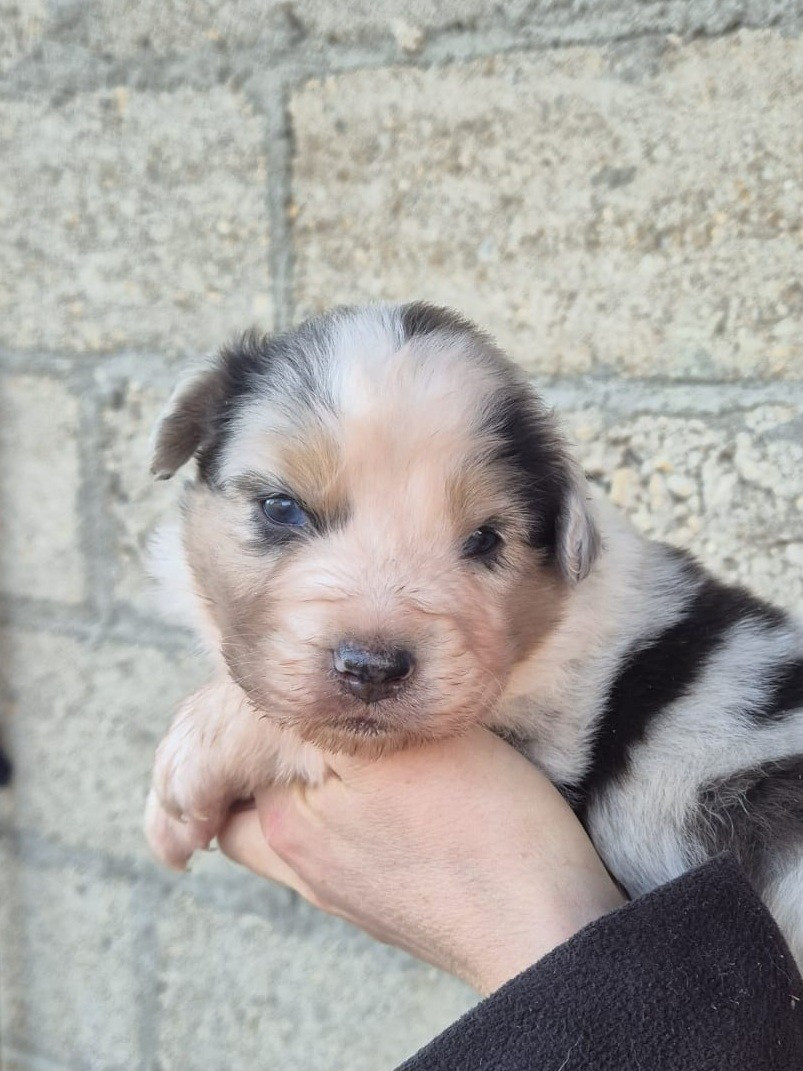 de Lumeuil - Chiots disponibles - Berger Australien