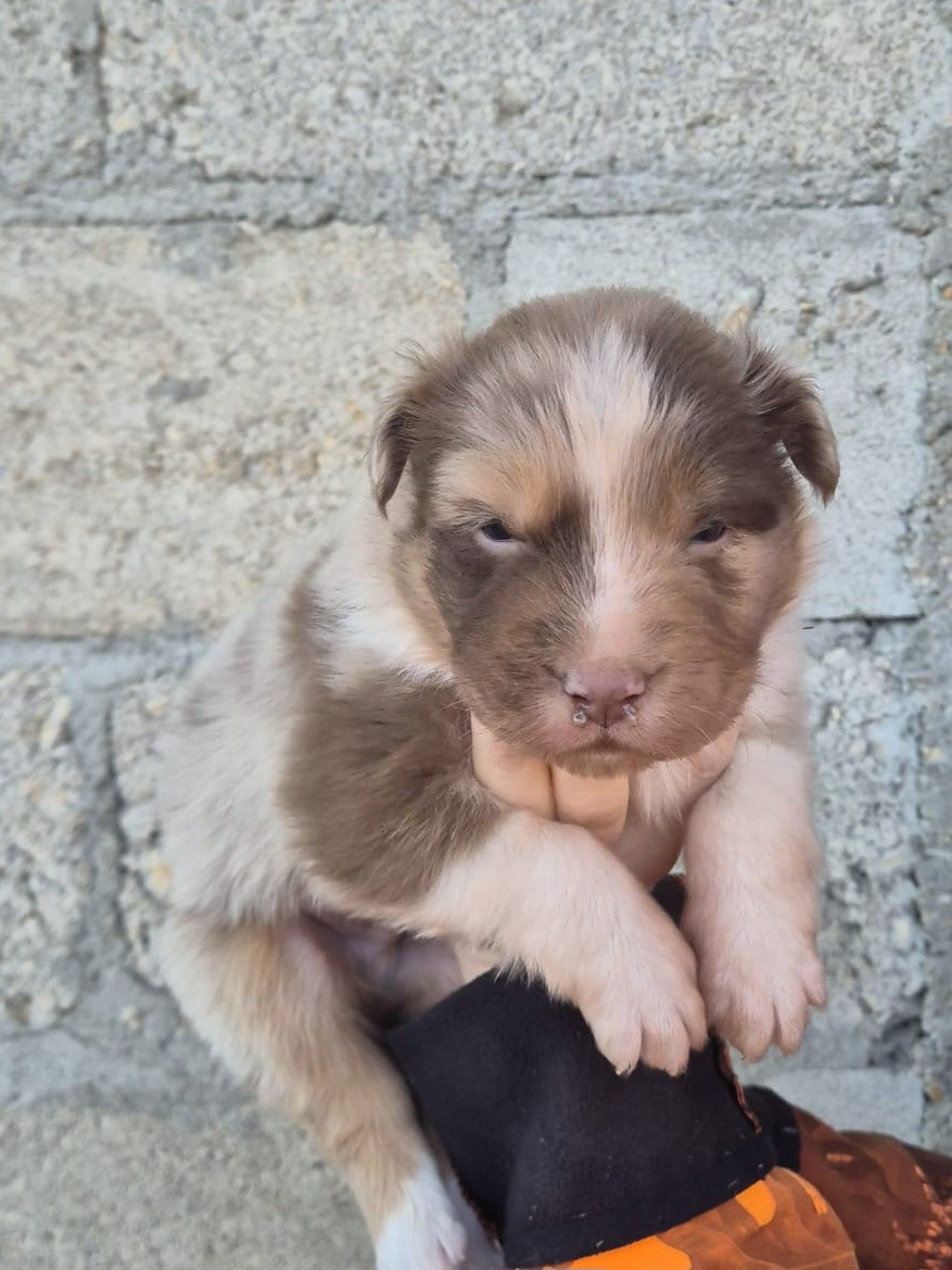 de Lumeuil - Chiots disponibles - Berger Australien