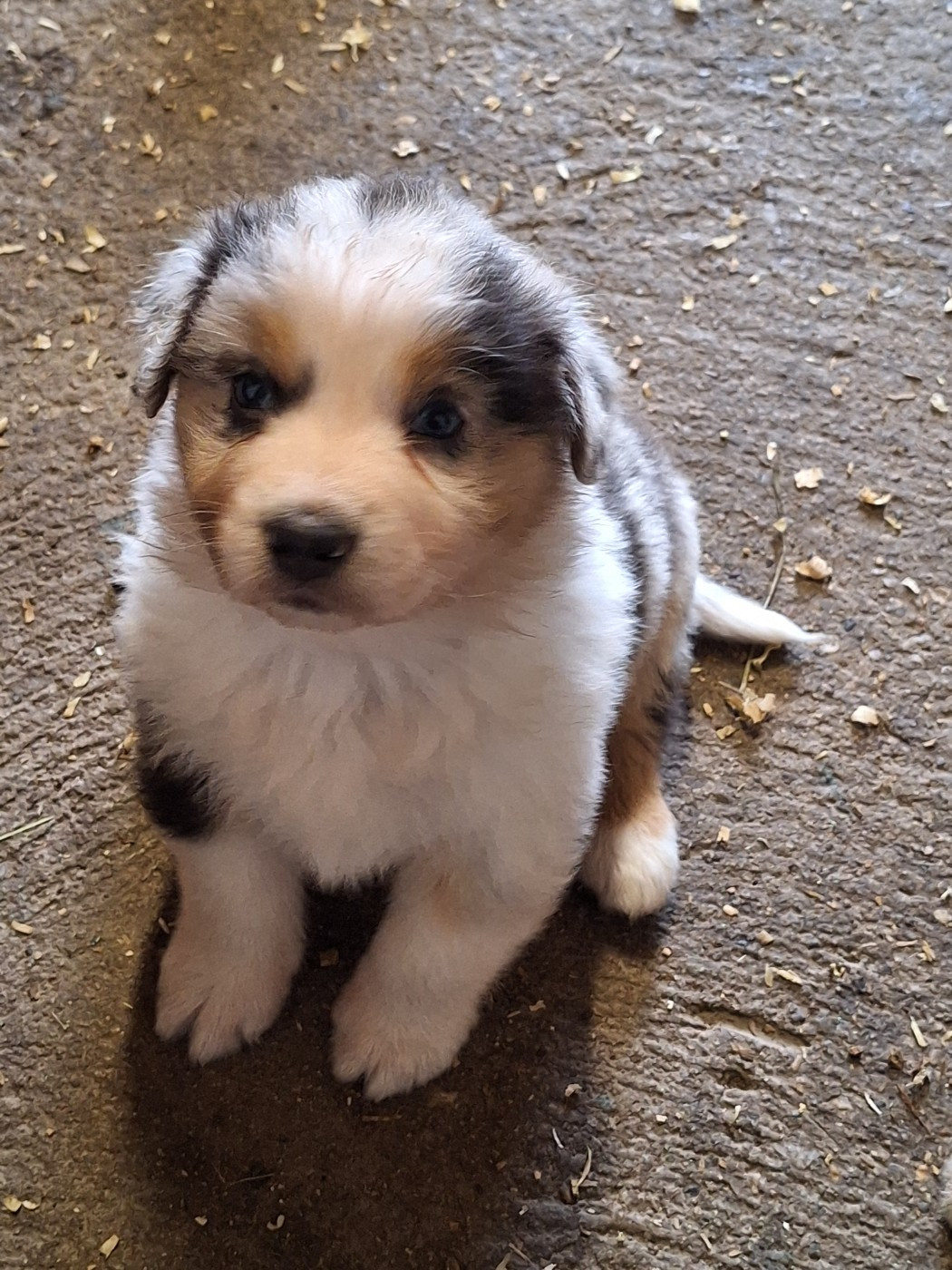 de Lumeuil - Chiots disponibles - Berger Australien