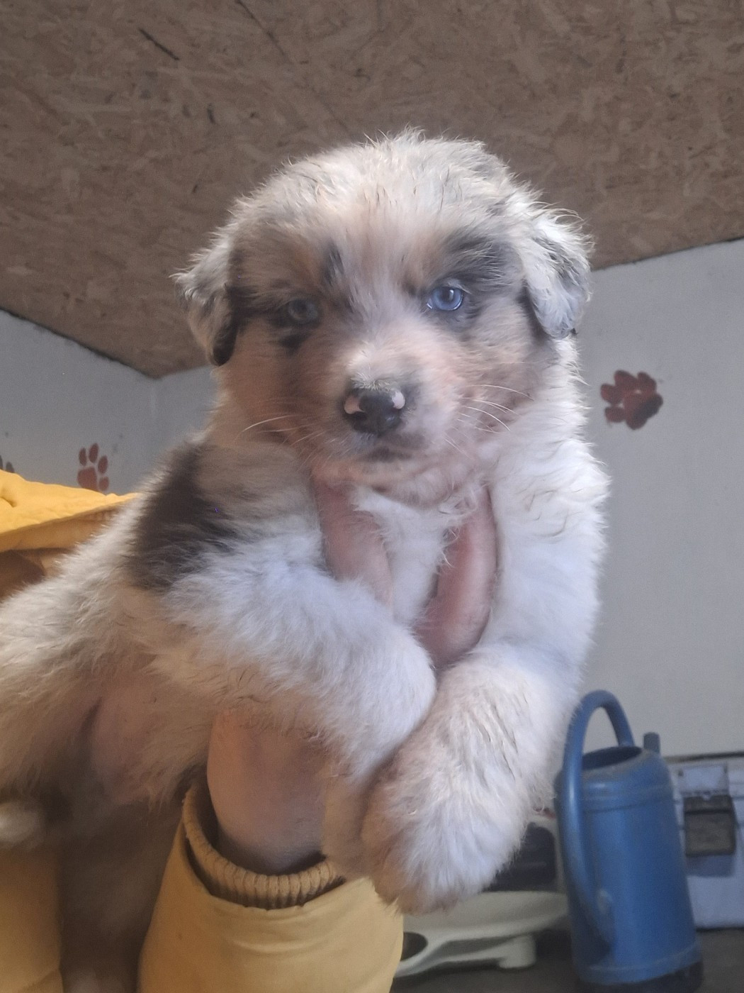 de Lumeuil - Chiots disponibles - Berger Australien