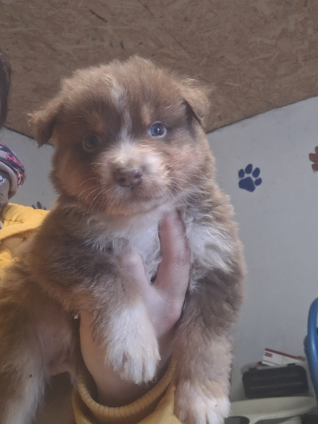 de Lumeuil - Chiots disponibles - Berger Australien