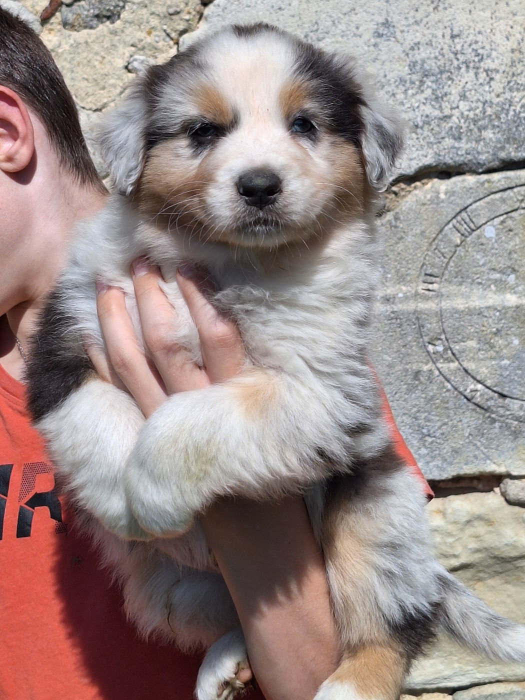 de Lumeuil - Chiots disponibles - Berger Australien