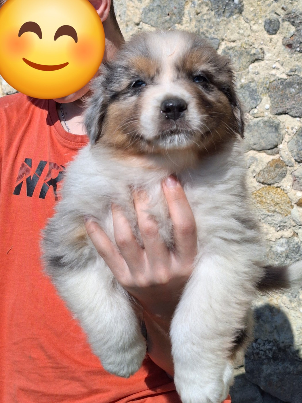 de Lumeuil - Chiots disponibles - Berger Australien