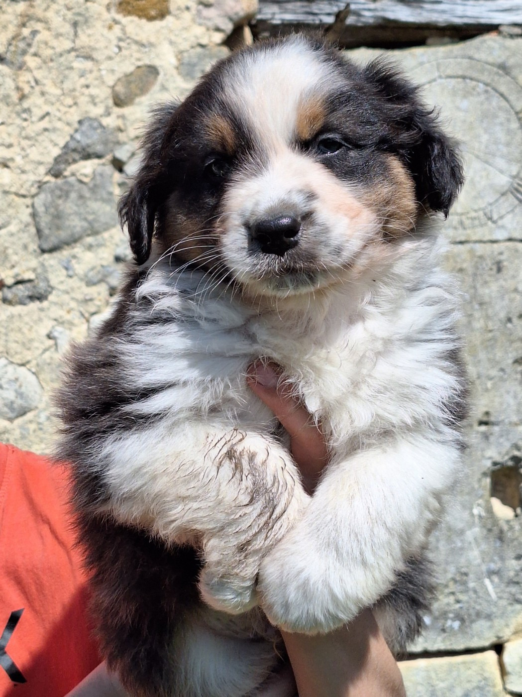 de Lumeuil - Chiots disponibles - Berger Australien