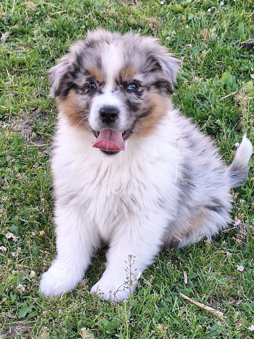 de Lumeuil - Chiots disponibles - Berger Australien