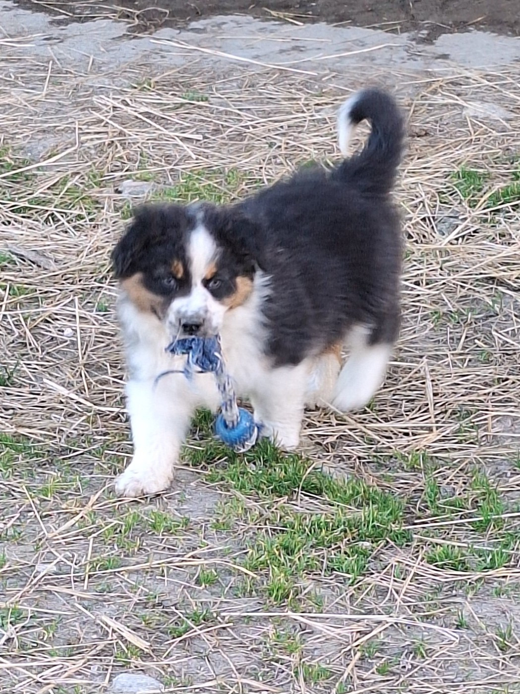 de Lumeuil - Chiots disponibles - Berger Australien