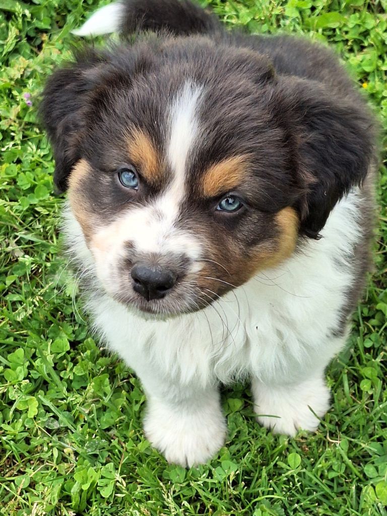 de Lumeuil - Chiots disponibles - Berger Australien