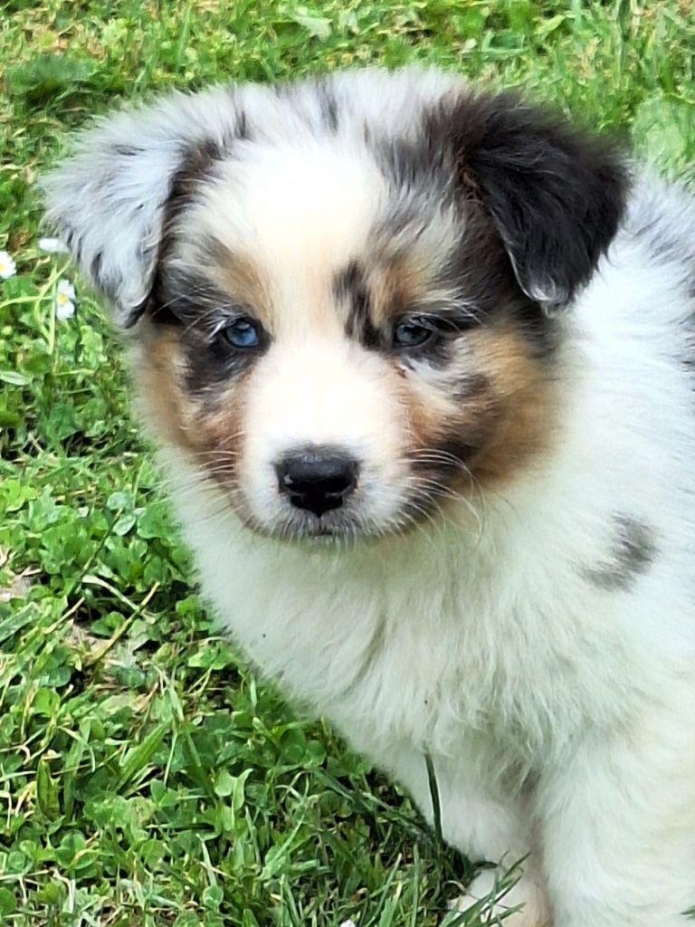 de Lumeuil - Chiots disponibles - Berger Australien