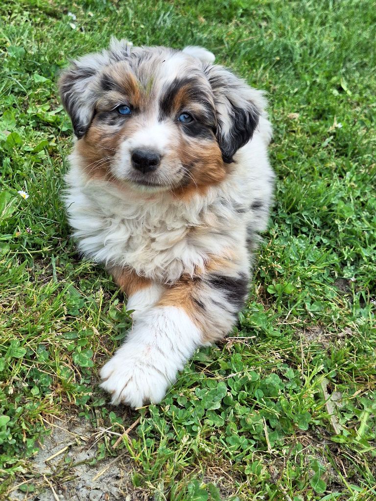 de Lumeuil - Chiots disponibles - Berger Australien