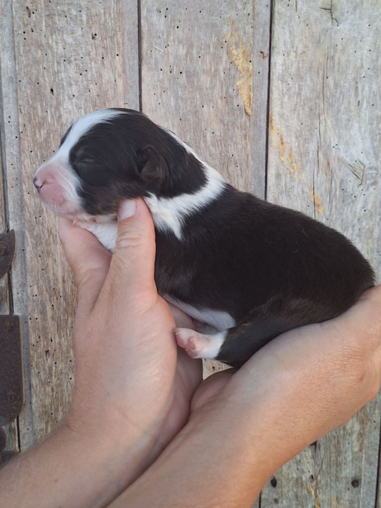 de Lumeuil - Chiots disponibles - Berger Australien