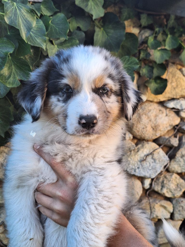 de Lumeuil - Chiots disponibles - Berger Australien