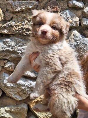 Chiot N°1