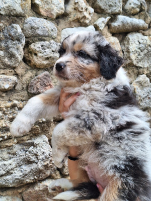 Chiot N°2