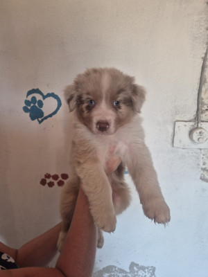 Chiot N°3