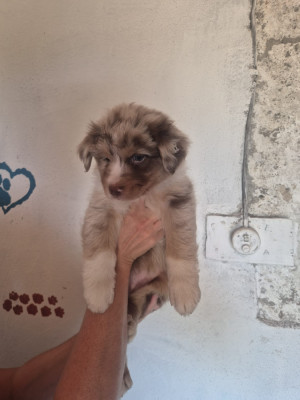 Chiot N°4