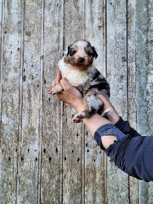 CHIOT 1