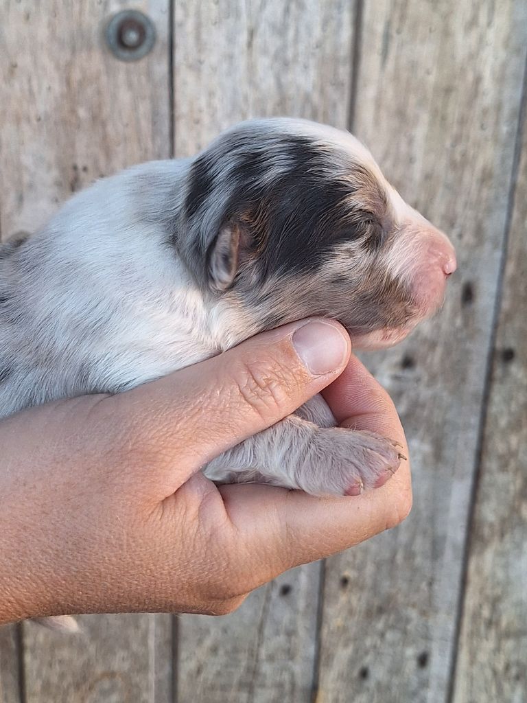 de Lumeuil - Chiots disponibles - Berger Australien