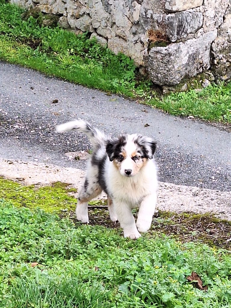 de Lumeuil - Chiots disponibles - Berger Australien